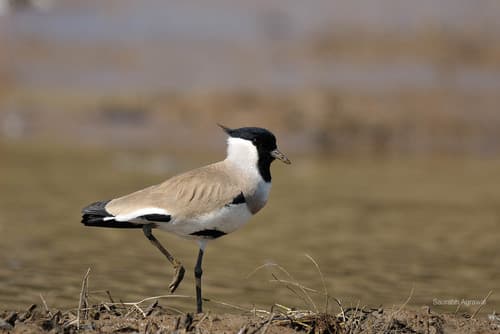 River Lapwing