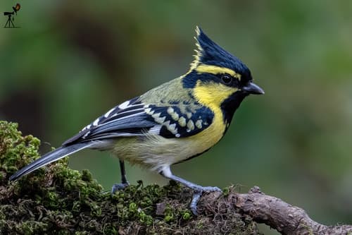 Himalayan Black-lored Tit