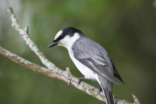 Ashy Minivet