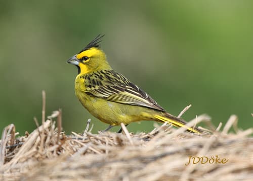 Yellow Cardinal