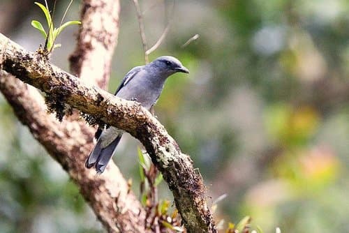 Oriental Cuckooshrike