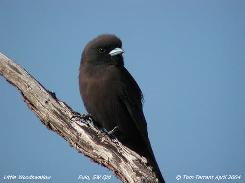 Little Woodswallow