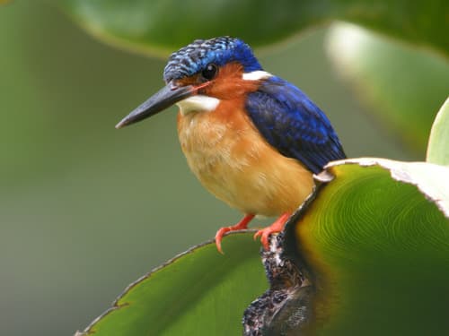 Malagasy Kingfisher