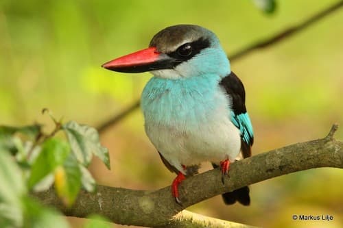 Blue-breasted Kingfisher