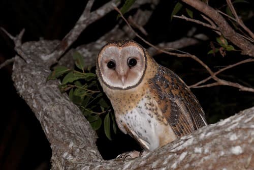 Australian Masked Owl