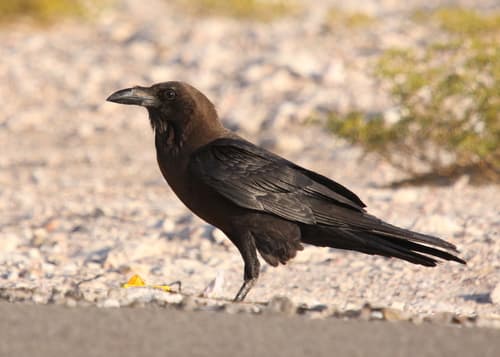 Brown-necked Raven