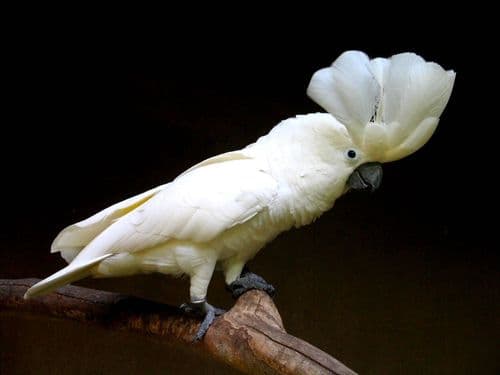 White Cockatoo