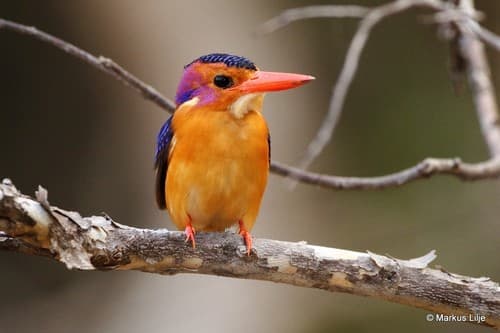 African Pygmy Kingfisher