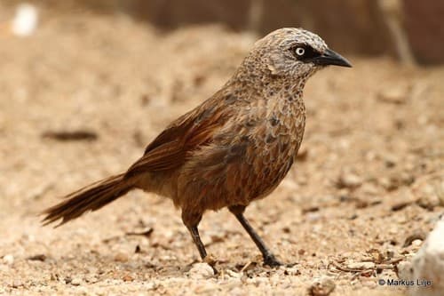 Black-lored Babbler