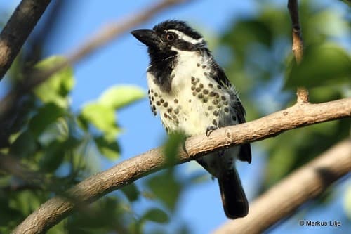 Spot-flanked Barbet