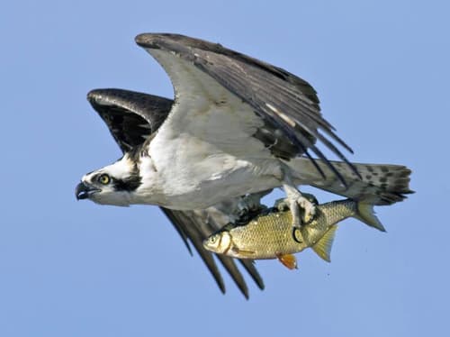 Osprey