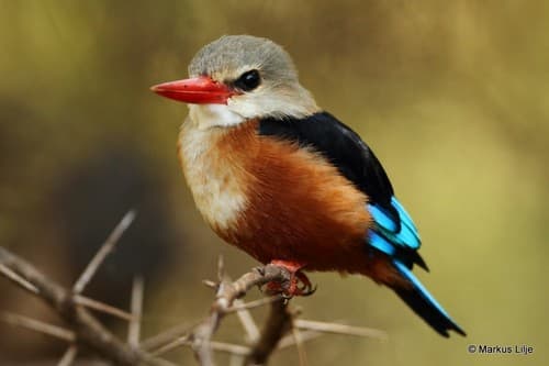 Gray-headed Kingfisher
