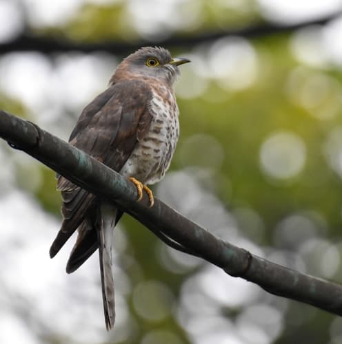 Common Hawk-Cuckoo