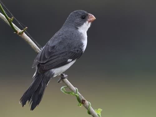 White-bellied Seedeater