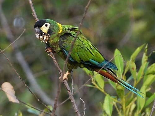 Yellow-collared Macaw