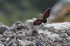 Wallcreeper