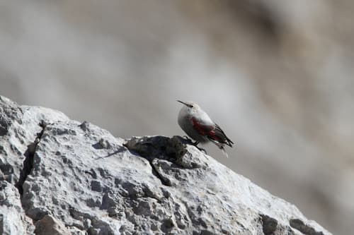 Wallcreeper