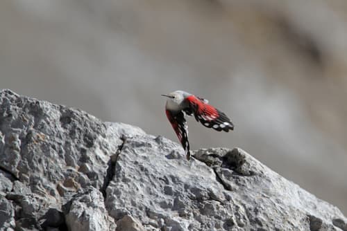 Wallcreeper
