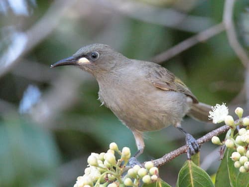 White-gaped Honeyeater