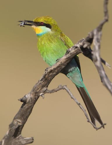 Swallow-tailed Bee-eater