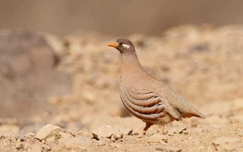 Sand Partridge