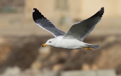 Armenian Gull