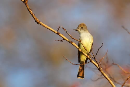 Nutting's Flycatcher