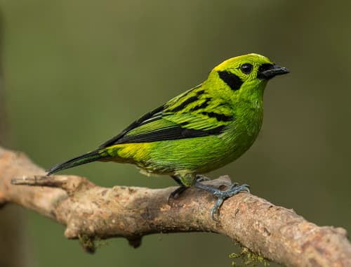 Emerald Tanager