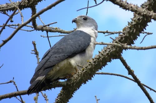 Gray-headed Kite