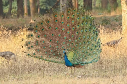 Peacock (Indian Peafowl)