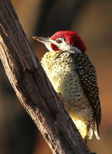 Bennett's Woodpecker