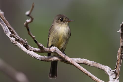 Cuban Pewee