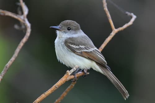 La Sagra's Flycatcher