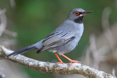 Western Red-legged Thrush