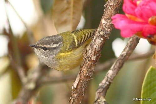 Ashy-throated Warbler