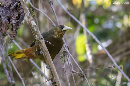 Dusky-green Oropendola