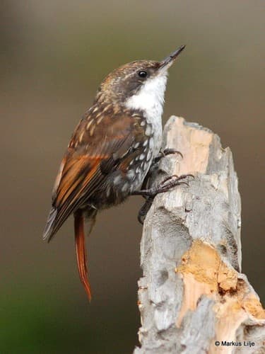 White-throated Treerunner