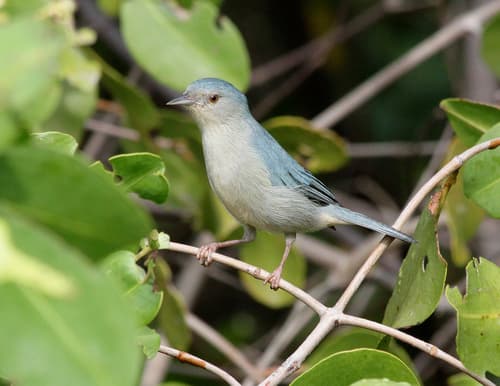 Bicolored Conebill