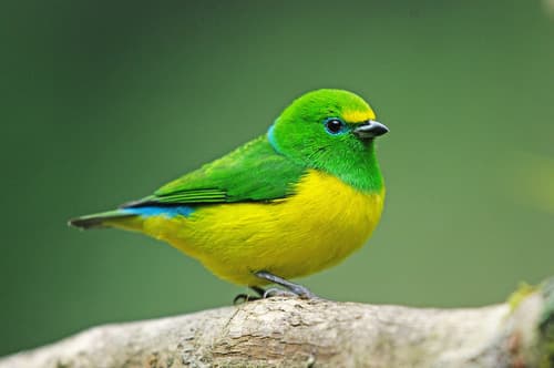 Blue-naped Chlorophonia