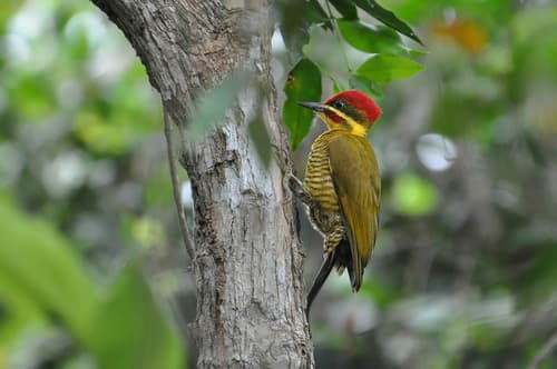 Golden-green Woodpecker