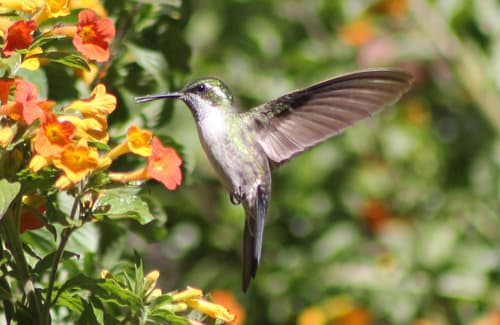 Green-throated Mountain-gem