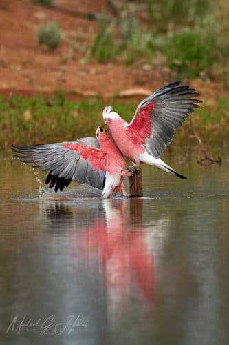 Galah