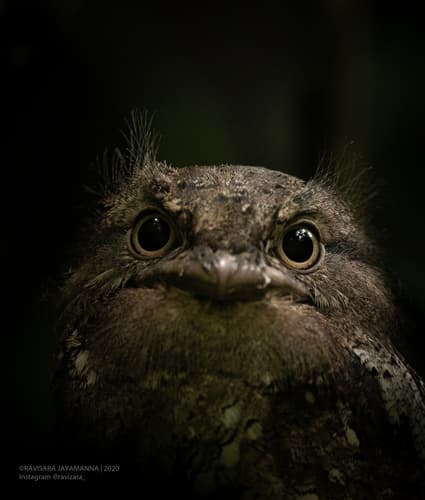 Sri Lanka Frogmouth