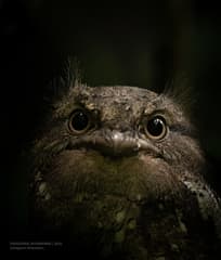 Sri Lanka Frogmouth