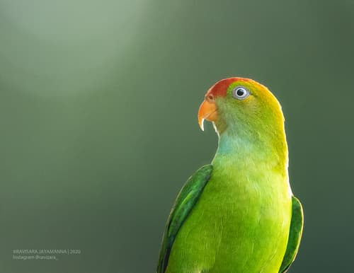 Sri Lanka Hanging-Parrot