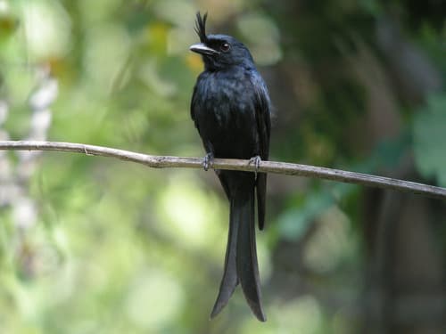 Crested Drongo