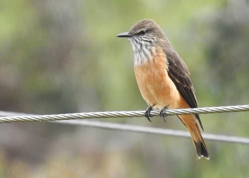 Streak-throated Bush-Tyrant