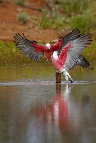 Galah