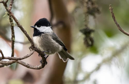 Mexican Chickadee