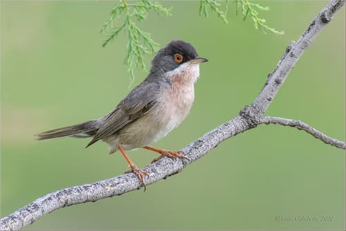 Ménétries's Warbler